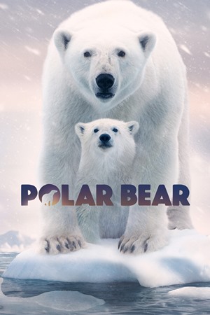 პოლარული დათვი / Polar Bear