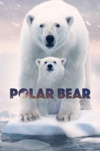 პოლარული დათვი / Polar Bear