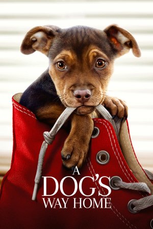 ძაღლის გზა შინისაკენ / A DOGS WAY HOME