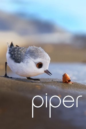 მგალობელი ჩიტი / Piper