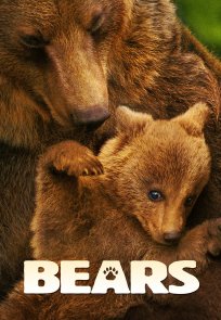 დათვები / Bears