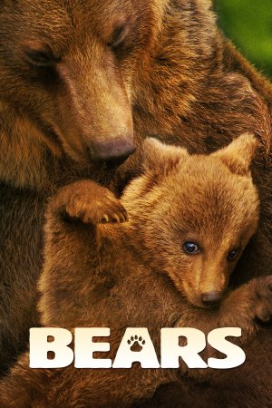 დათვები / Bears